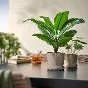 img2.webp