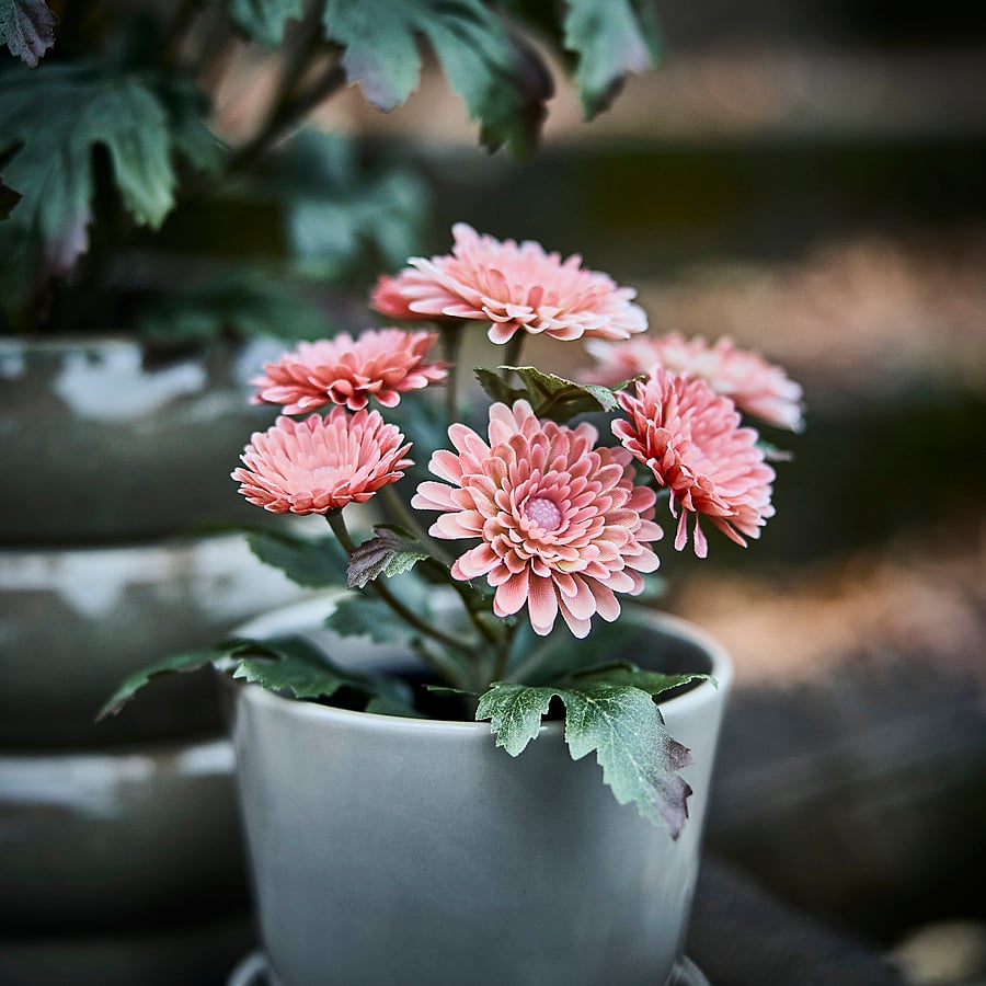 FEJKA Artificial potted plant - in/outdoor/Chrysanthemums pink 9 cm