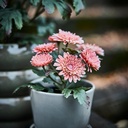 FEJKA Artificial potted plant - in/outdoor/Chrysanthemums pink 9 cm