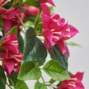 FEJKA Artificial potted plant - in/outdoor/Bouganvilla pink 12 cm