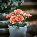 FEJKA Artificial potted plant - in/outdoor/Chrysanthemums orange 9 cm