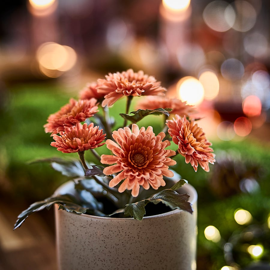 FEJKA Artificial potted plant - in/outdoor/Chrysanthemums orange 9 cm