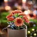 FEJKA Artificial potted plant - in/outdoor/Chrysanthemums orange 9 cm