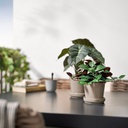 FEJKA Artificial potted plant - in/outdoor Jewel orchid 9 cm