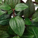 FEJKA Artificial potted plant - in/outdoor Jewel orchid 9 cm