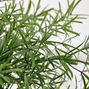 FEJKA Artificial potted plant - in/outdoor Asparagus/hanging 12 cm