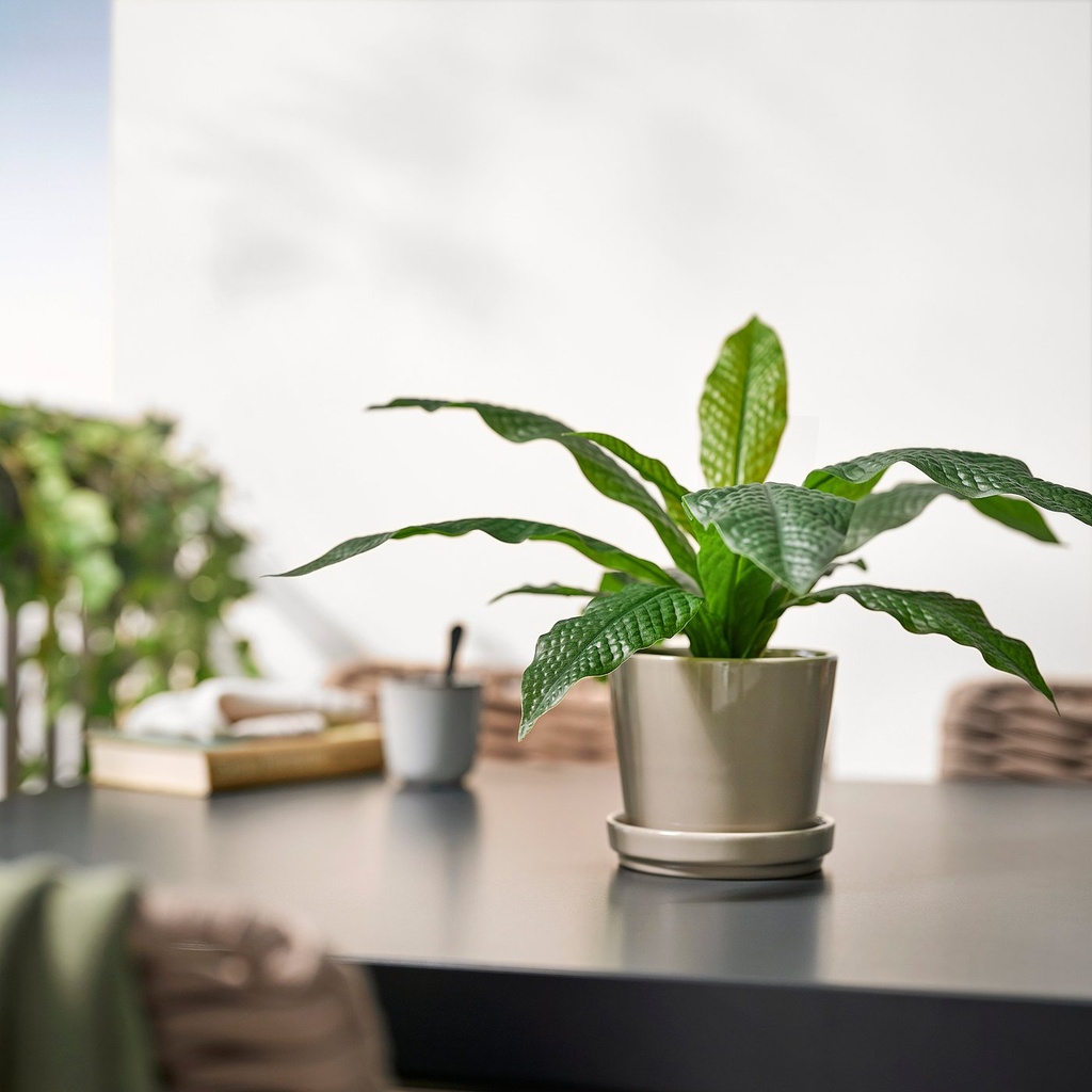 FEJKA Artificial potted plant - in/outdoor Crocodile fern 12 cm