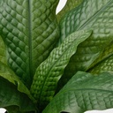FEJKA Artificial potted plant - in/outdoor Crocodile fern 12 cm