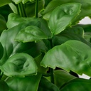 FEJKA Artificial potted plant - in/outdoor/basil 9 cm
