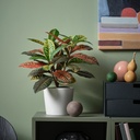 FEJKA Artificial potted plant - in/outdoor Croton 12 cm