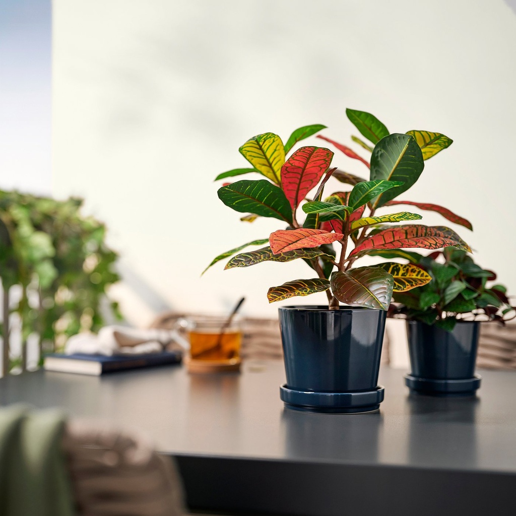 FEJKA Artificial potted plant - in/outdoor Croton 12 cm