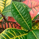 FEJKA Artificial potted plant - in/outdoor Croton 12 cm