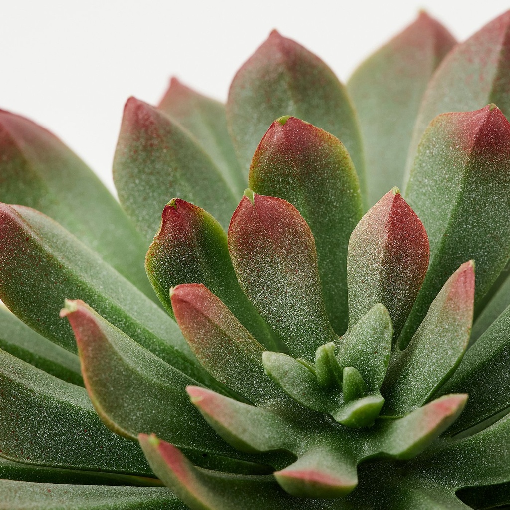 FEJKA Artificial potted plant, set of 3 - in/outdoor Succulent