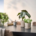 FEJKA Artificial potted plant - in/outdoor Mint 9 cm