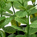 FEJKA Artificial potted plant - in/outdoor Mint 9 cm