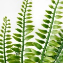 FEJKA Artificial potted plant - in/outdoor fern 9 cm