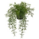 FEJKA Artificial potted plant - in/outdoor Asparagus/hanging 12 cm