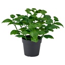 FEJKA Artificial potted plant - in/outdoor/basil 9 cm